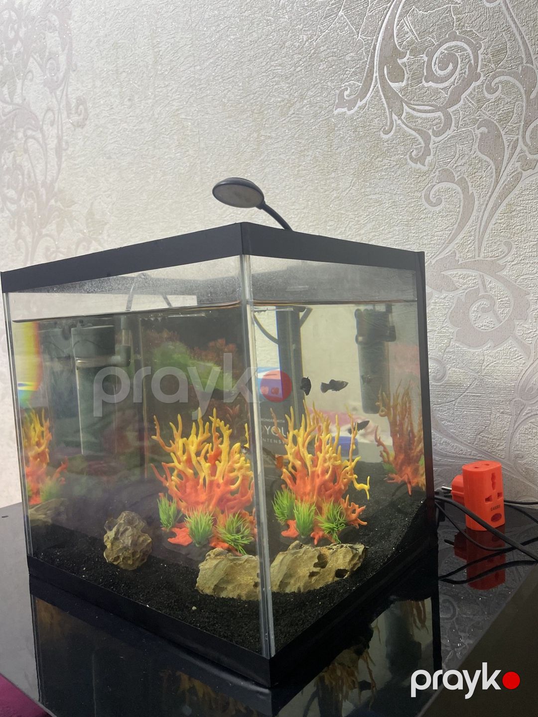 Akvarium — Akvariumlar və balıqlar, Bakı (3)