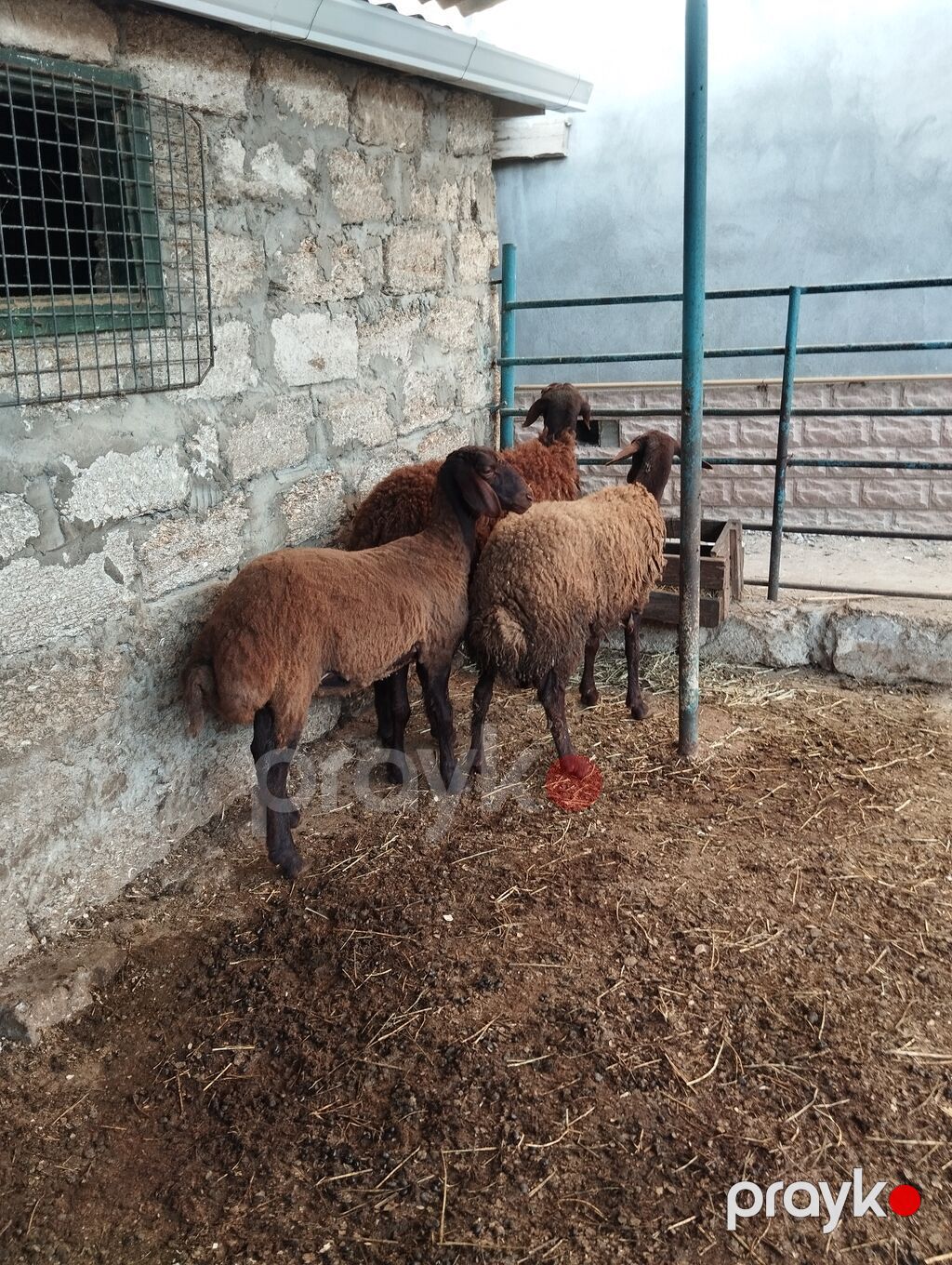 Qala cins quzular satılır 2 dişi 1 erkək diri çəki ilədə verilir — Kənd təsərrüfatı heyvanları, Bakı (3)