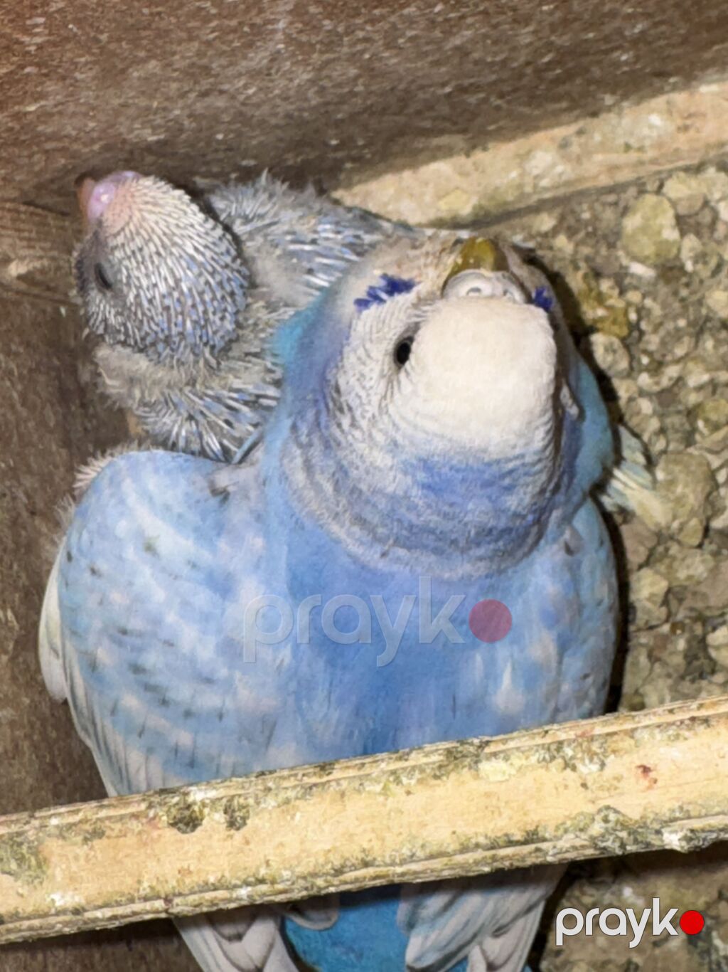 Hazır cüt Erkəy Maya ve İki sağlam balası ilə birlikdə qəfəs qarışıq — Tutyun papağayı, Sumqayıt (3)
