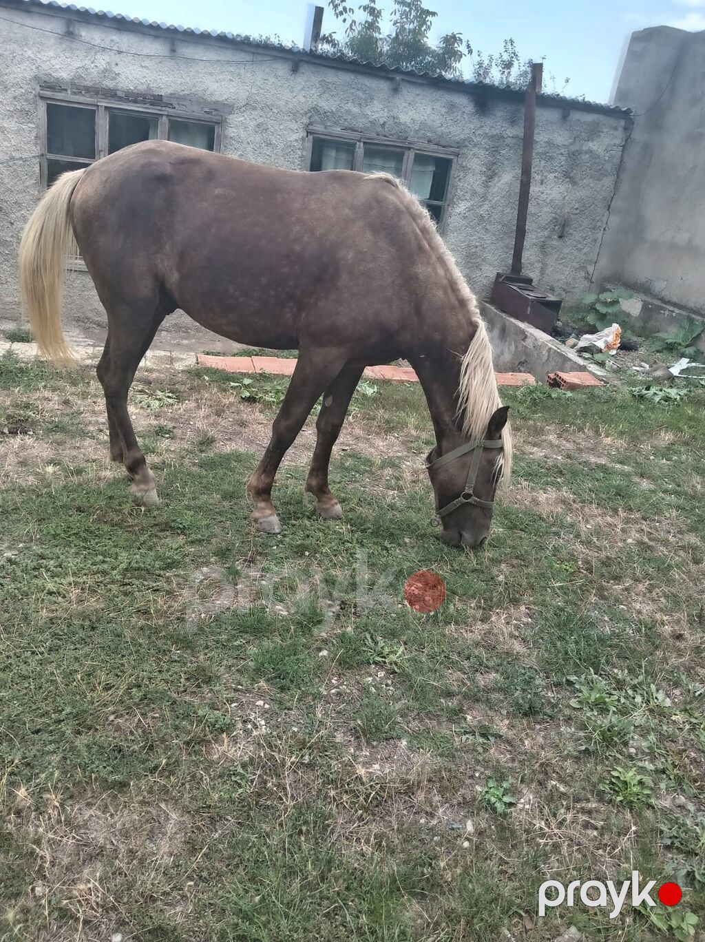 At satılır 2 yaşı var 3 dedi təzə miniydi — Atlar, Siyəzən (2)