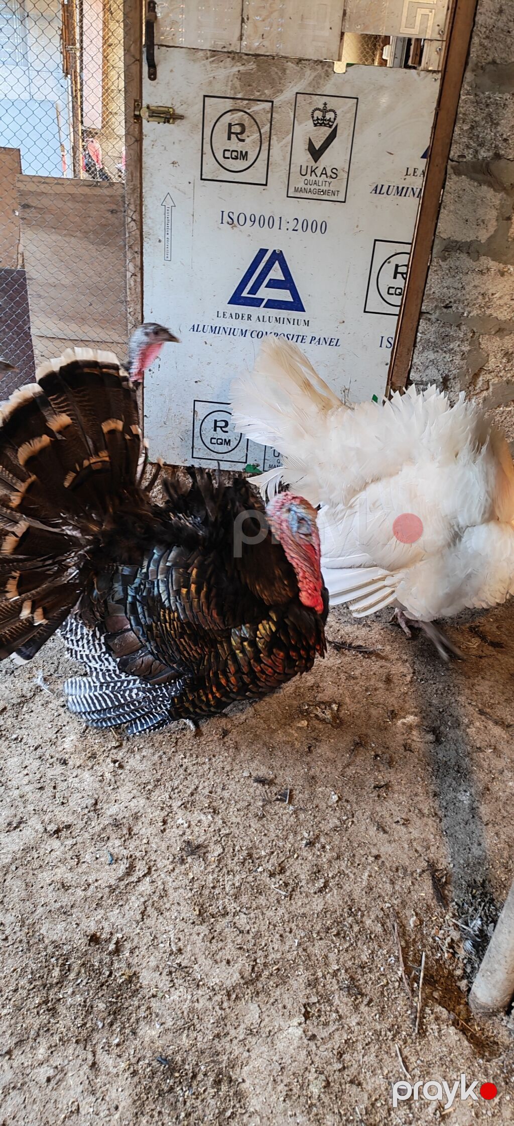 Dişi, Kanada, Damazlıq, Ödənişli çatdırılma — Digərləri, Digah (5)
