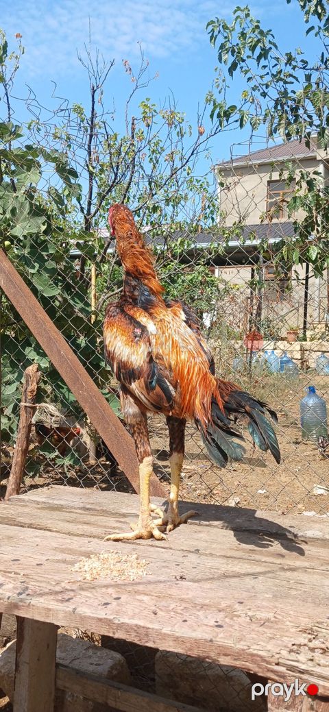 Xoruz, Brazil, il: 1, Ünvandan götürmə — Mehdiabad