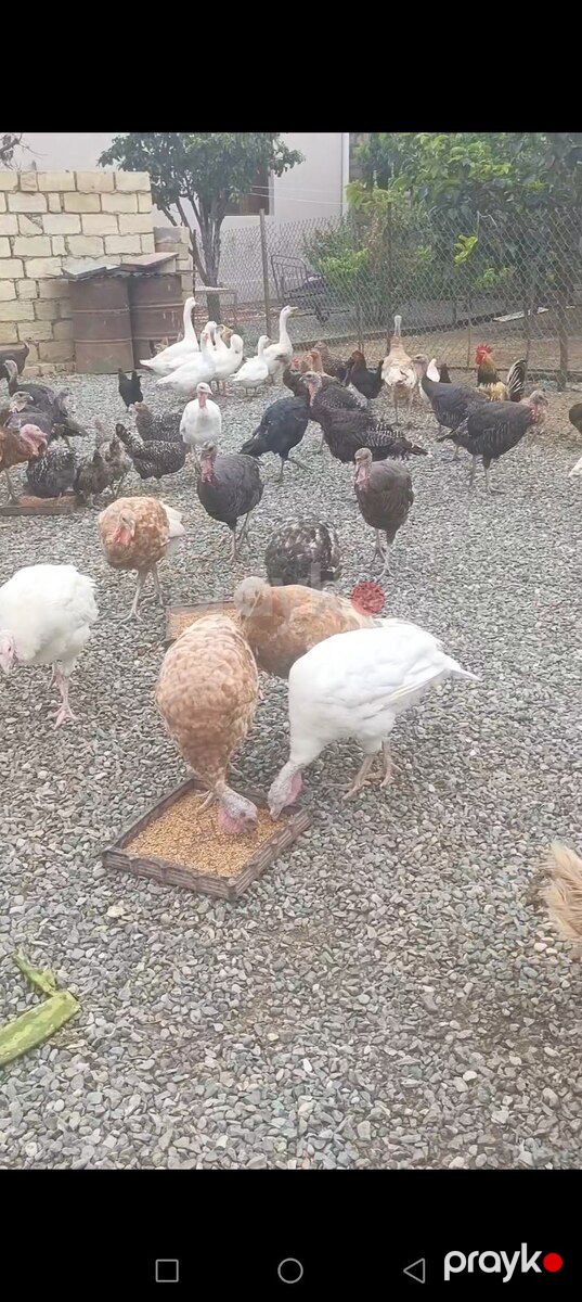 Hinduşka — Quşlar, Goranboy (5)