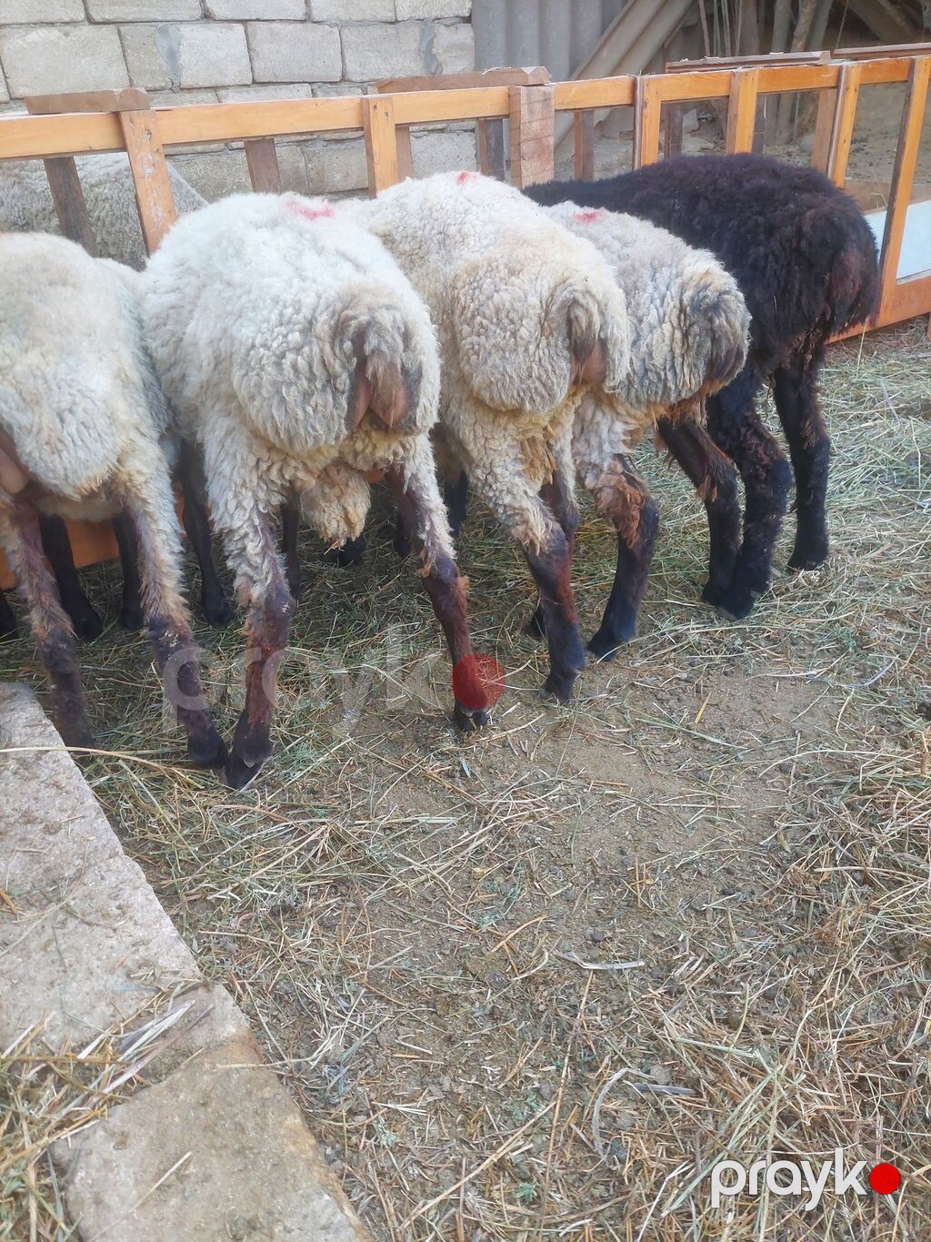Quzu satılır 9dənədi qiymət komuna aiddir.2 erkək 7dişi. diri çəkiləri — Kənd təsərrüfatı heyvanları, Saray (9)