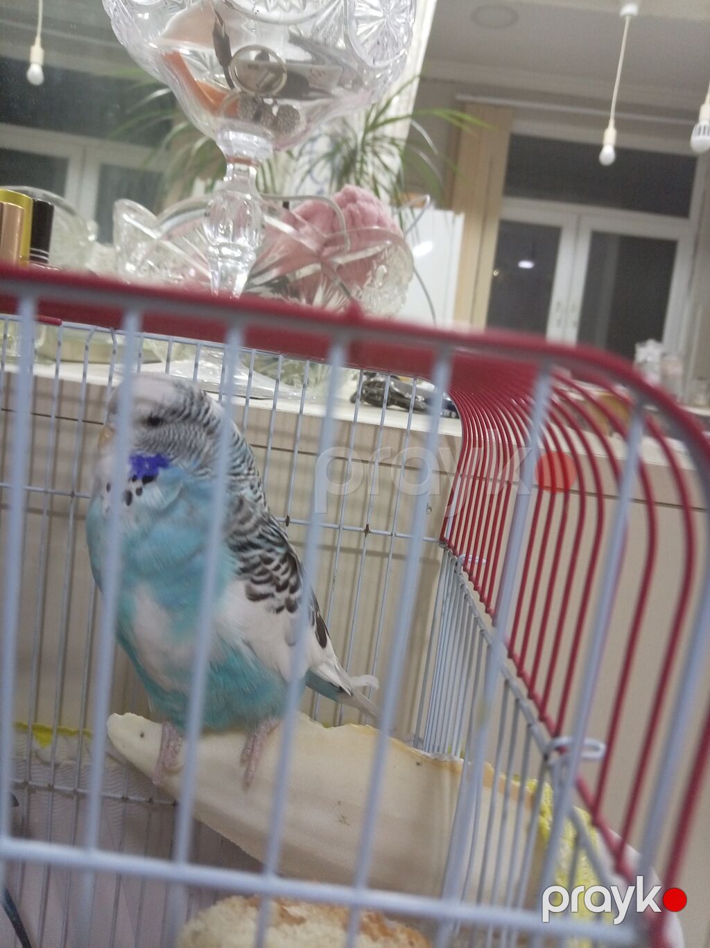 Məhsul: Dalmatin naxışlı, mavi-ağ rəngli dalğalı tutuquşu (budgerigar) — Tutyun papağayı, Bakı (2)