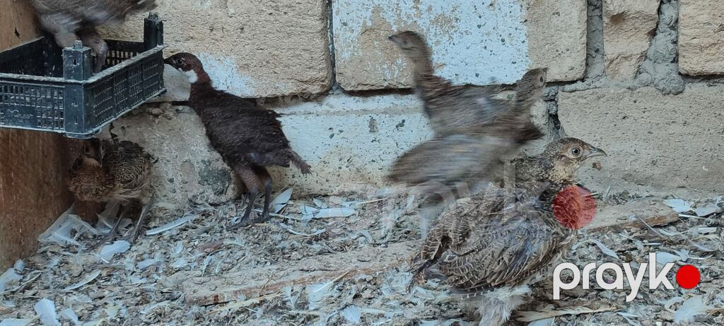 Qırqovul balalrı. 1 ay olar almışam Aldığım adam zümrüd və Qafqaz — Toyuq və xoruz, Şirvan (3)