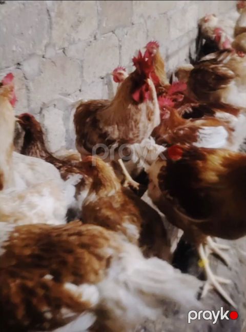 Ana sürünün mayalı yumurtaları satılır. Bütün vaksinasiyaları olunub — İmişli