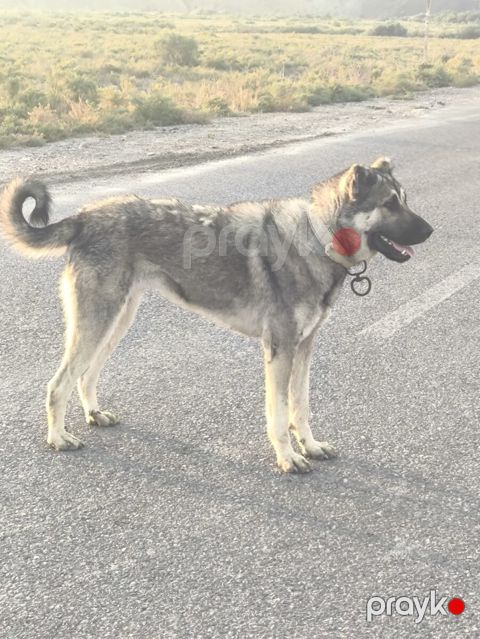 Qurdbasar iti — Xırdalan