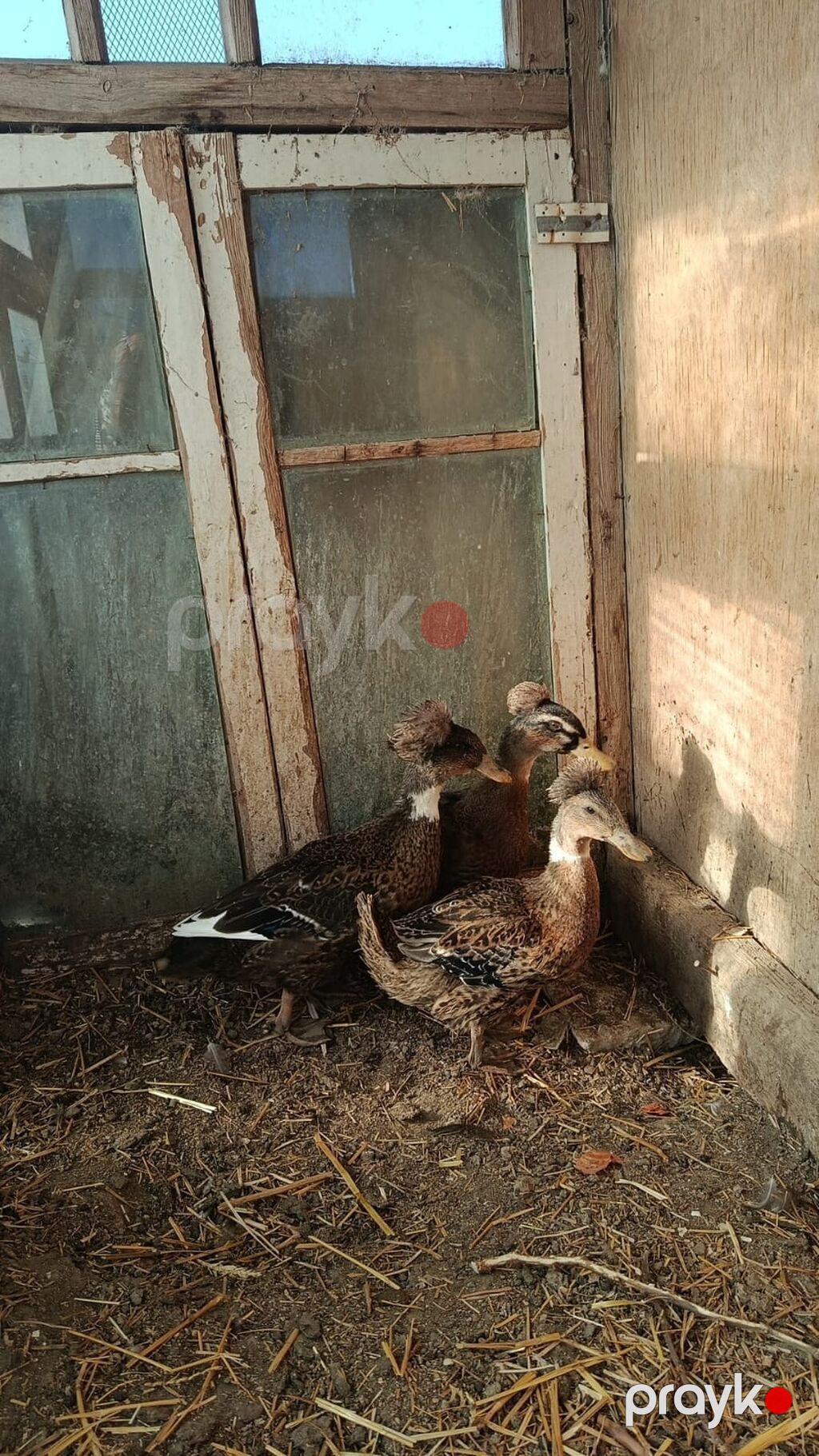 Ördəkler 4-5ayindi.Pekin,Xarkov, Qışqıran,qarsiq.qiymet 13m Papaqli — Digərləri, Mehdiabad (6)