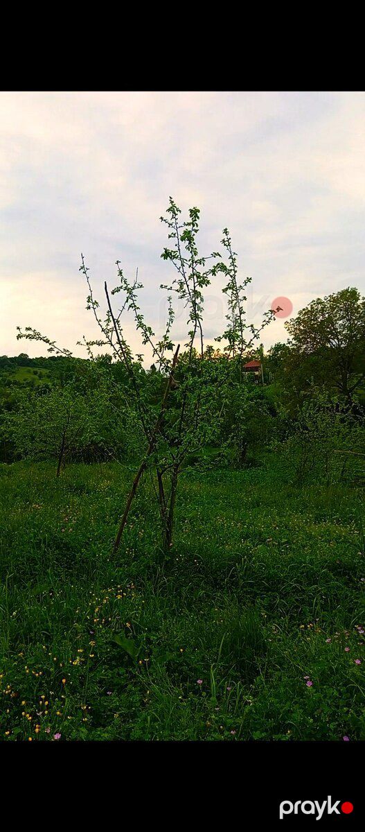 Həyət evi, İsmayıllı r — Ev, villa, İsmayıllı (3)