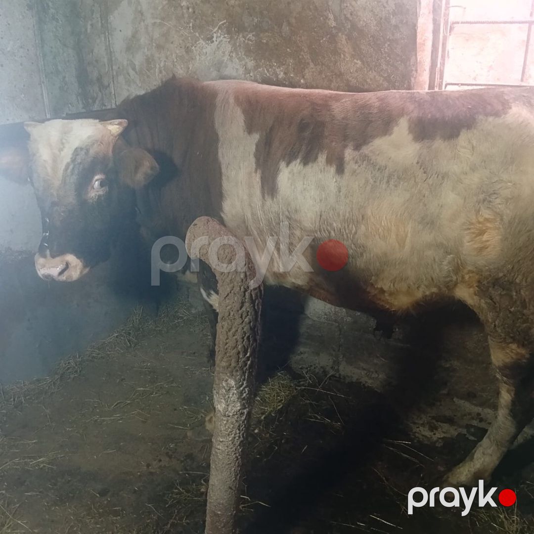 Erkək dana — Kənd təsərrüfatı heyvanları, Bakı (5)