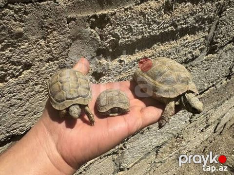 Quru tısbağalar – 3dişi 2erkəydi,hamısın alana təkini 20m — Digah