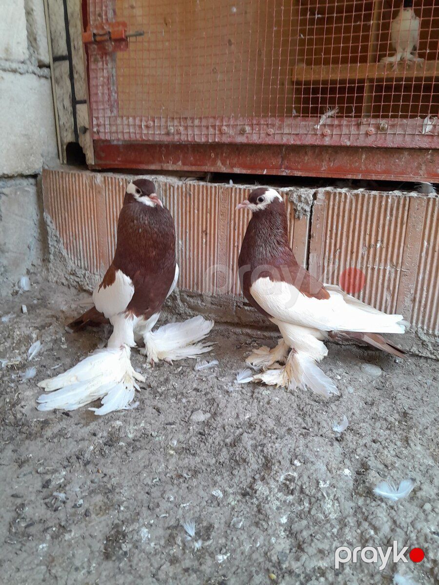 Göyərçinlər — Quşlar, Bərdə (2)
