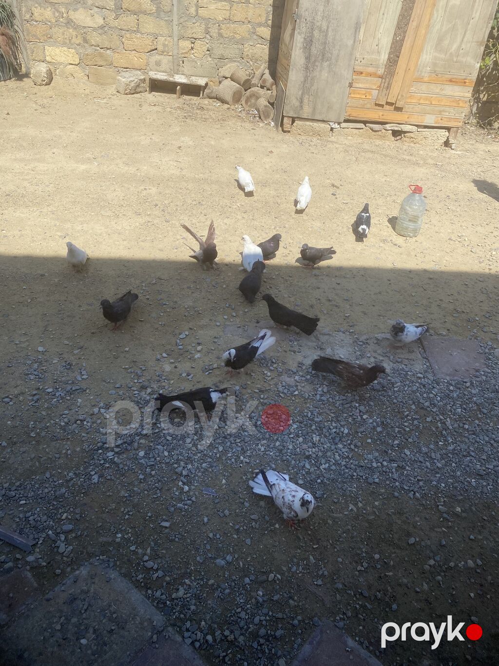 Tergizme heyvanlardı 16 dene icinde ucurmalğ balalarda var sağlamdılar — Göyərçin, Digah (4)