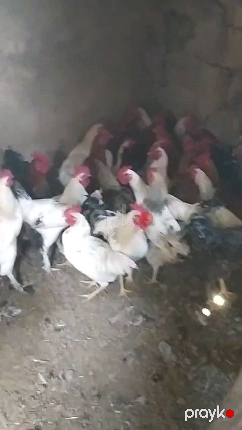 Toyuq, Damazlıq — Toyuq və xoruz, Bakı (3)