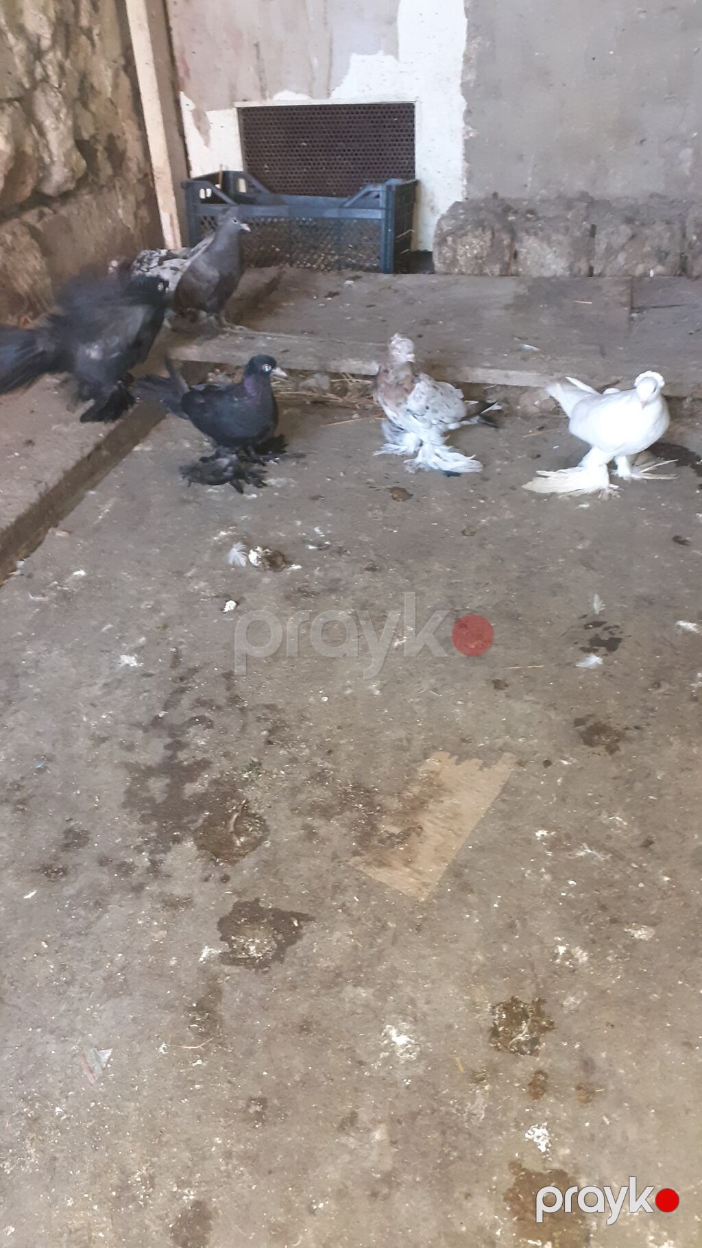 6 eded iri lelekli kekilli quslar satilir hamisi bir nesildi — Göyərçin, Digah (6)
