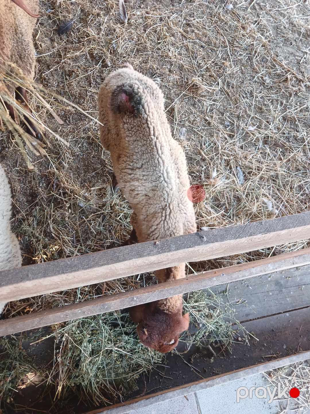 Quzu — Kənd təsərrüfatı heyvanları, Bakı (4)