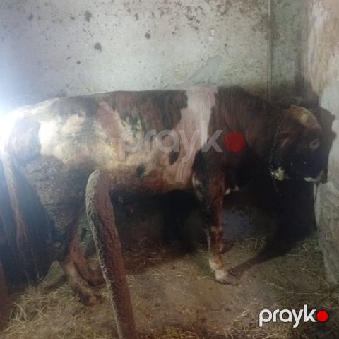 Erkək dana — Bakı