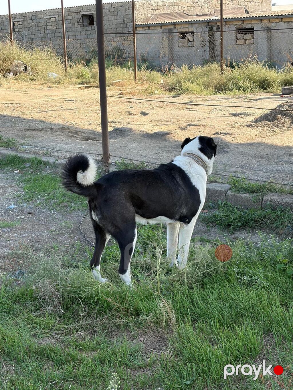 Qurdbasar, 2 il, Dişi, Peyvəndli, Rayonlara çatdırılma — Köpəklər, Mehdiabad (2)