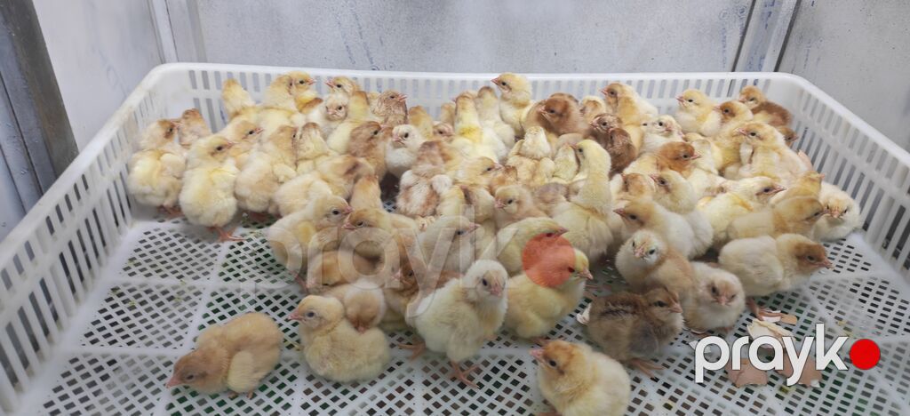 Toyuq, Yumurtalıq, Ödənişli çatdırılma — Toyuq və xoruz, Digah (7)