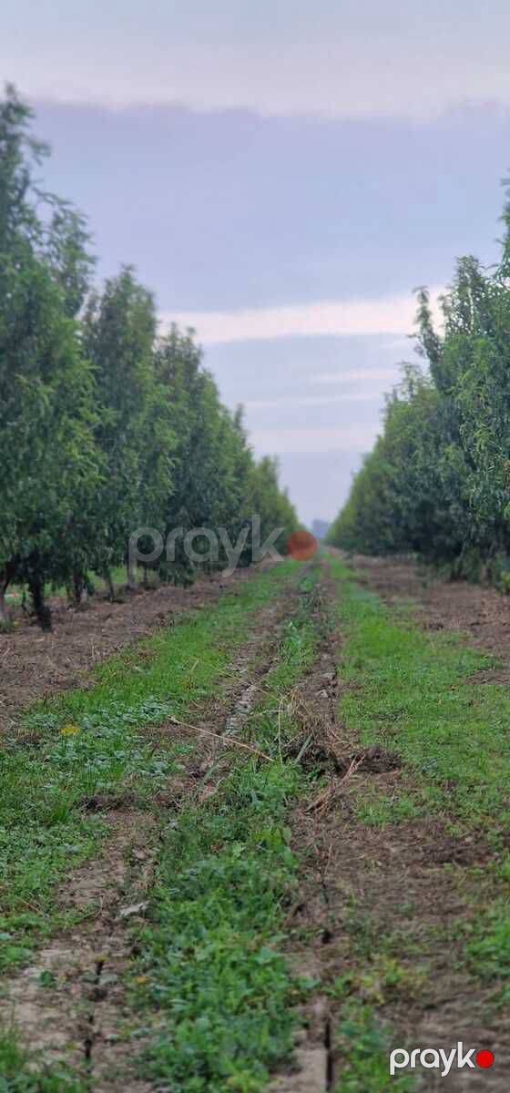 Satılır torpaq 1100 sot — Torpaq, Xaçmaz (9)