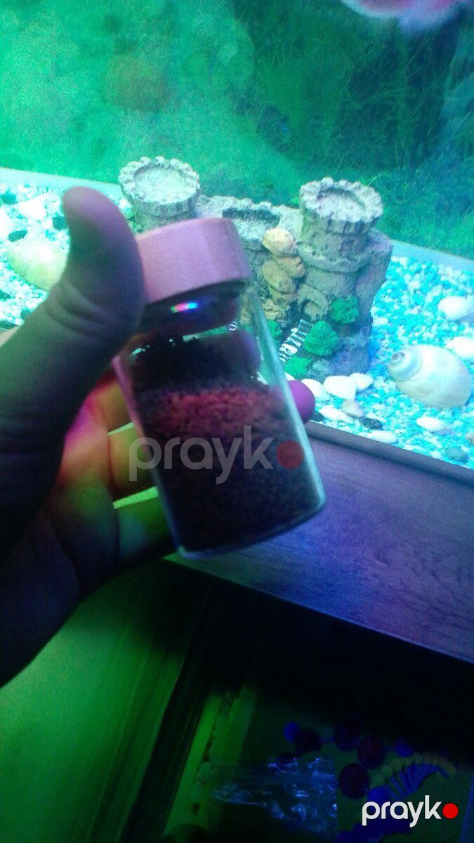 Akvarium və balıqlar — Akvariumlar və balıqlar, Bakı (10)