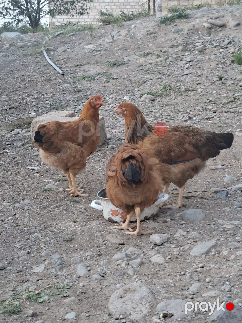 Toyuq, Yumurtalıq — Toyuq və xoruz, Gəncə (2)