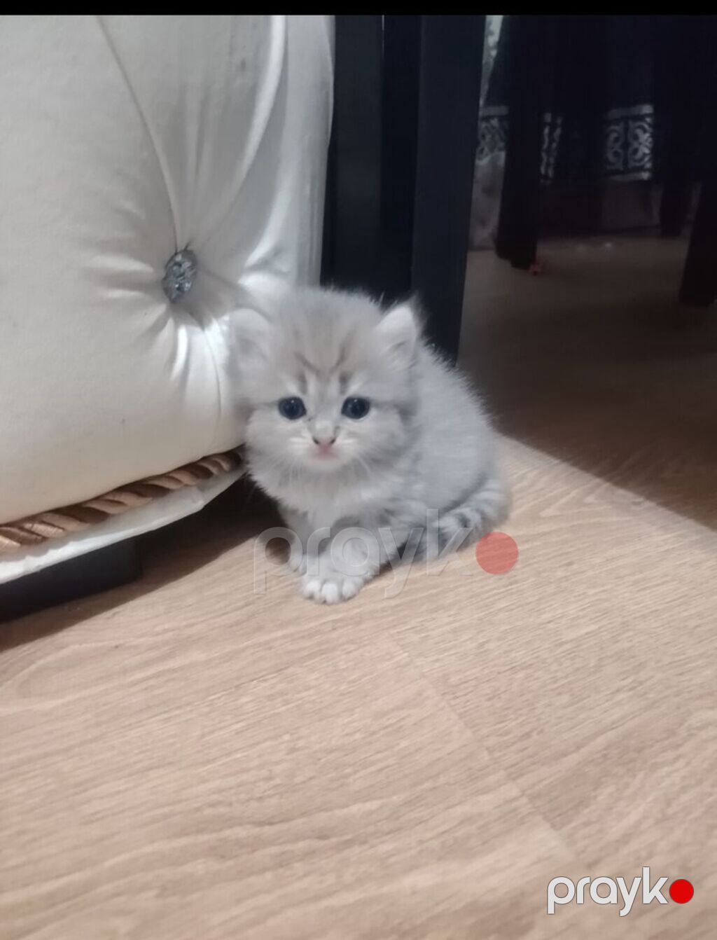 Qızıl şinşilla, Dişi, Yaxşı əllərə — Pişiklər, Digah (2)
