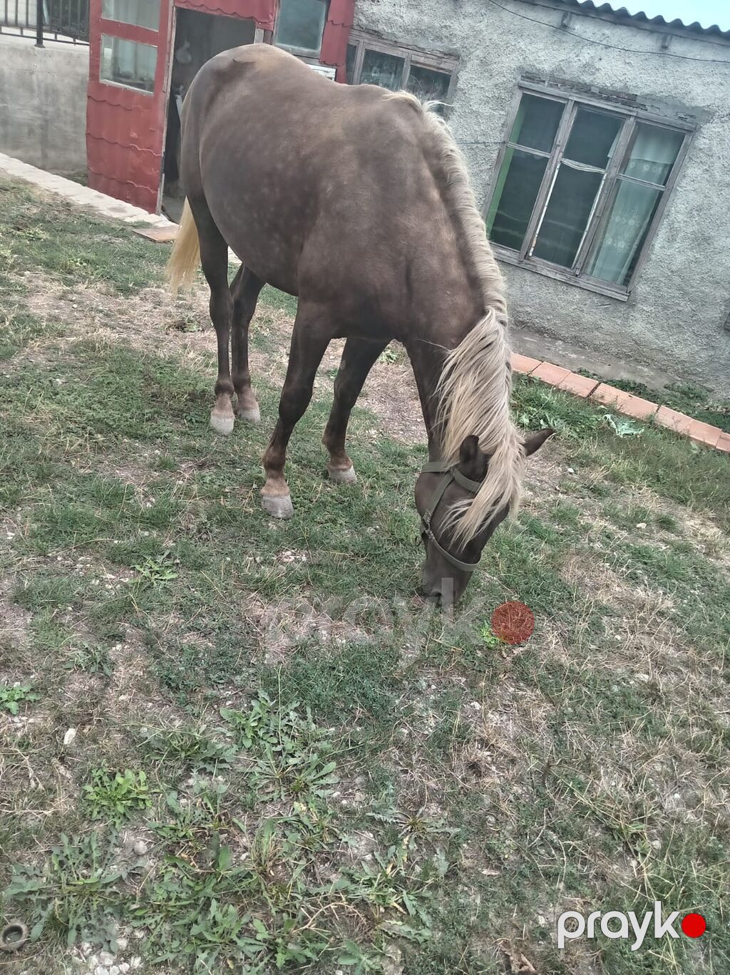 At satılır 2 yaşı var 3 dedi təzə miniydi — Atlar, Siyəzən (3)