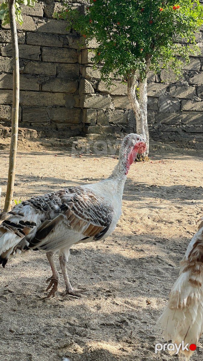 Hinduşkalar — Quşlar, Bakı (3)