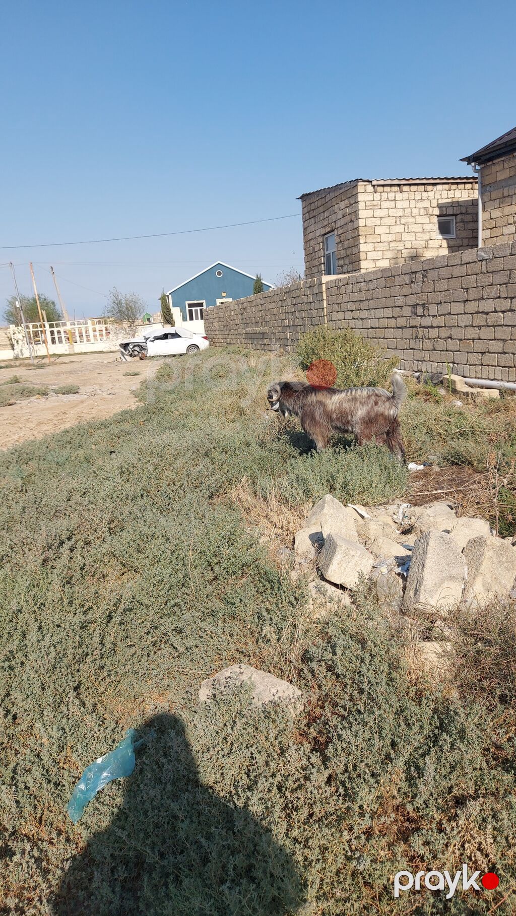 Salam Hələb keçisi satlır Erkəy keçidi həm damazlığa həmdə kəsgiyə — Kənd təsərrüfatı heyvanları, Pirəkəşkül (2)