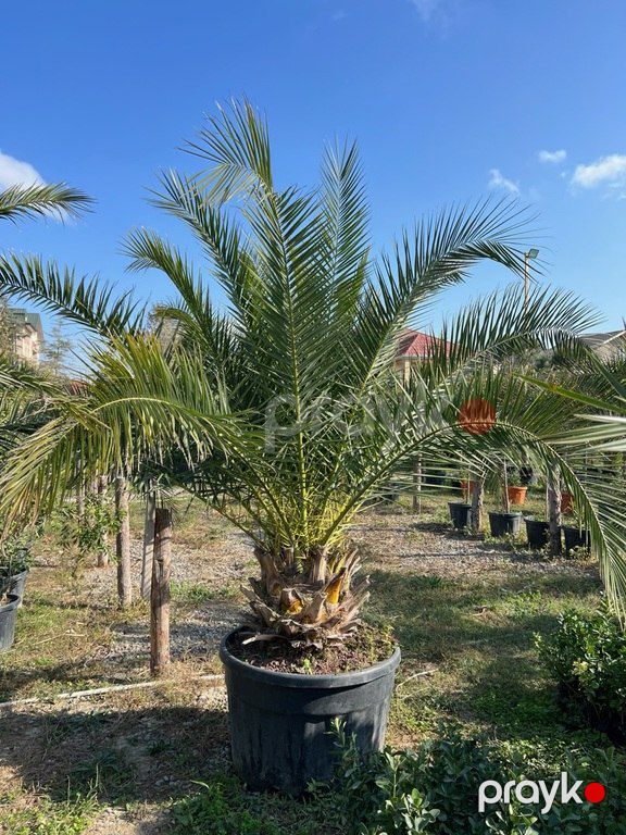 Finik palması — Bitkilər, Bakı (2)