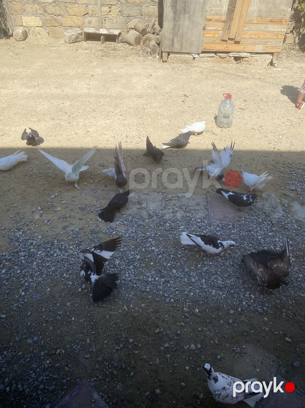 Tergizme heyvanlardı 16 dene icinde ucurmalğ balalarda var sağlamdılar — Göyərçin, Digah (5)