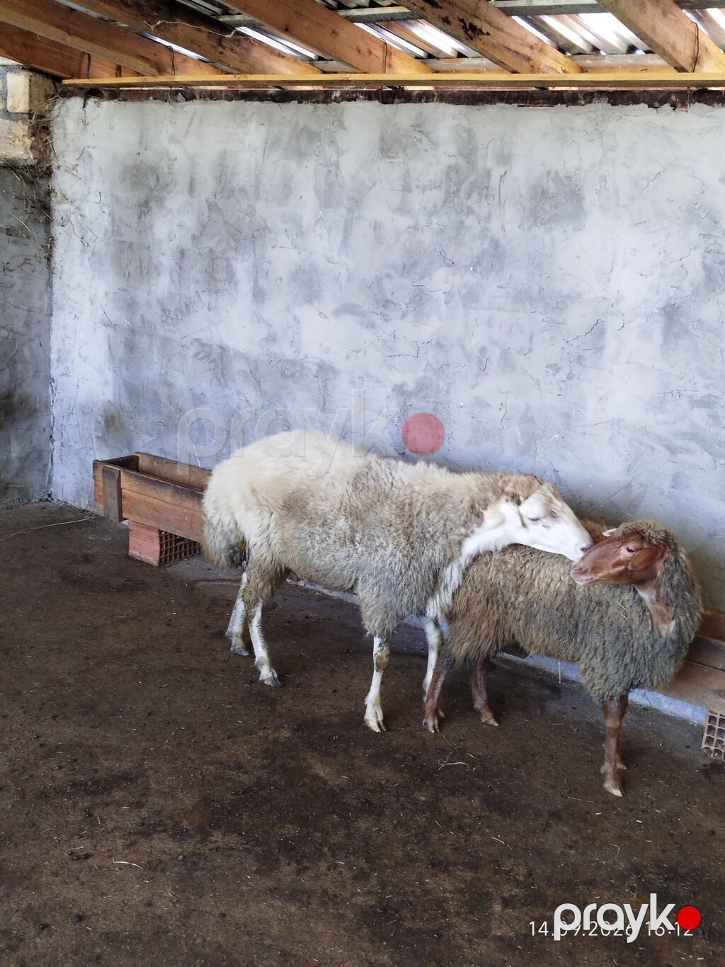 Damazlıq üçün sağlam və peyvənd vurulub.Tatalar sortudur təmiz qan — Kənd təsərrüfatı heyvanları, Zaqatala (5)