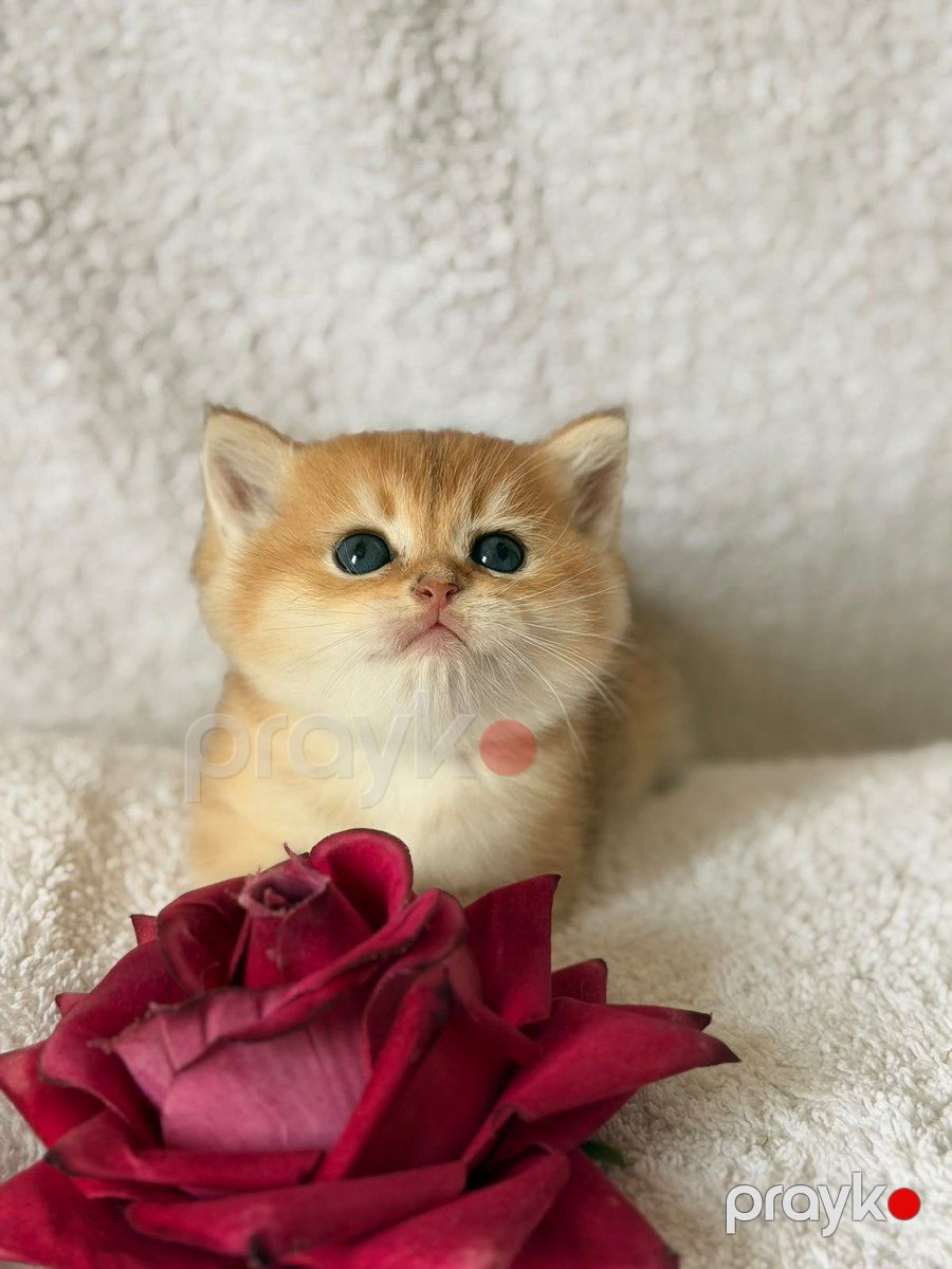 Şinşilla pişiyi balası — Pişiklər, Bakı (3)