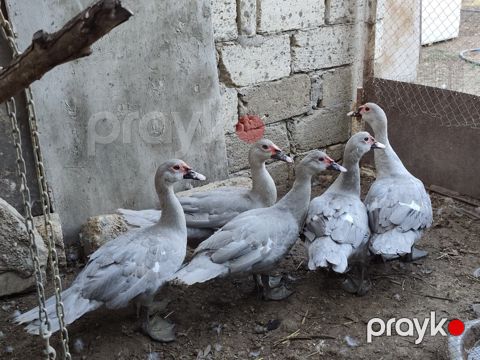 Lavanda lal ördək — Bakı