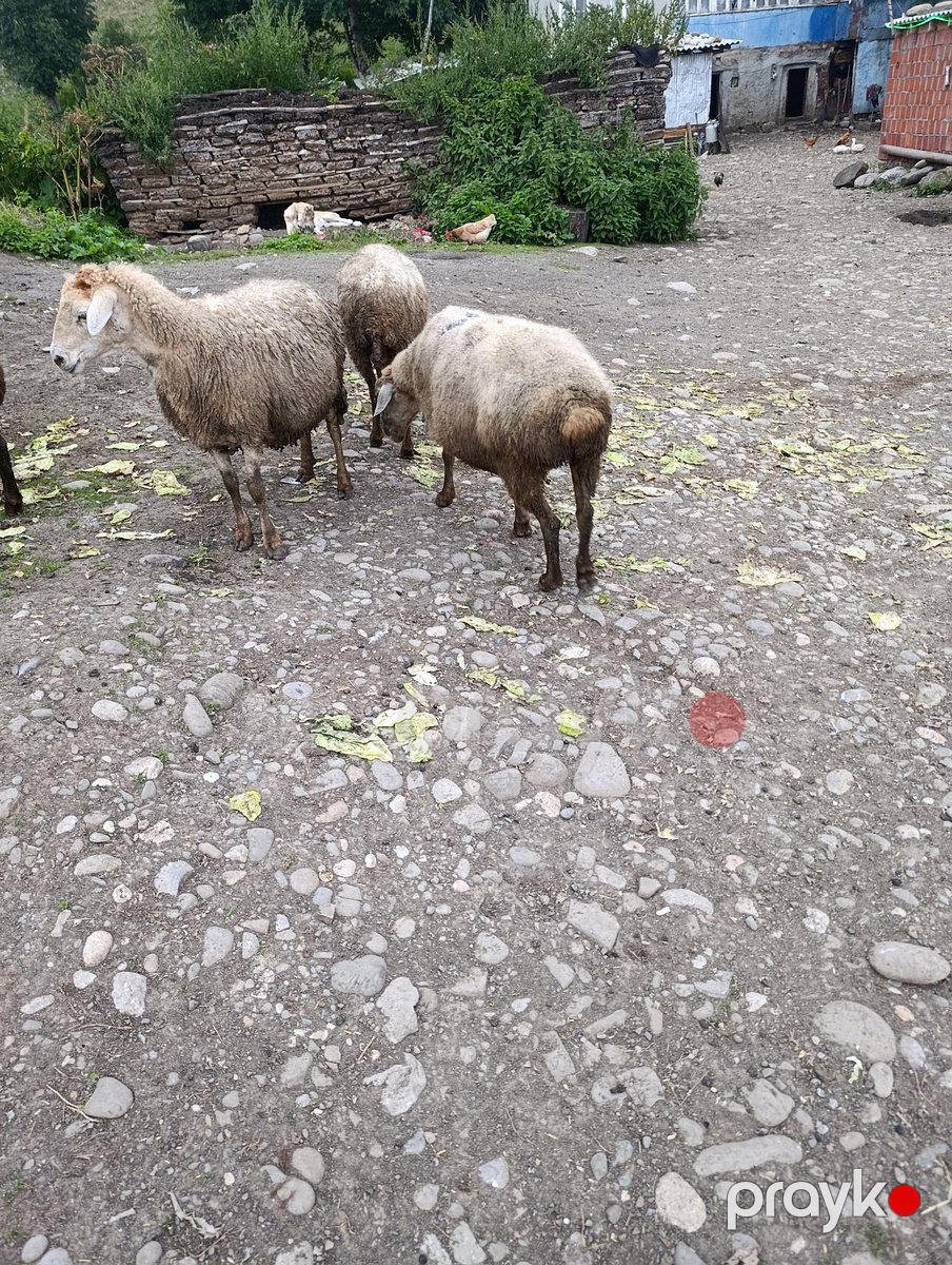 Qoyunlar — Kənd təsərrüfatı heyvanları, Qusar (3)