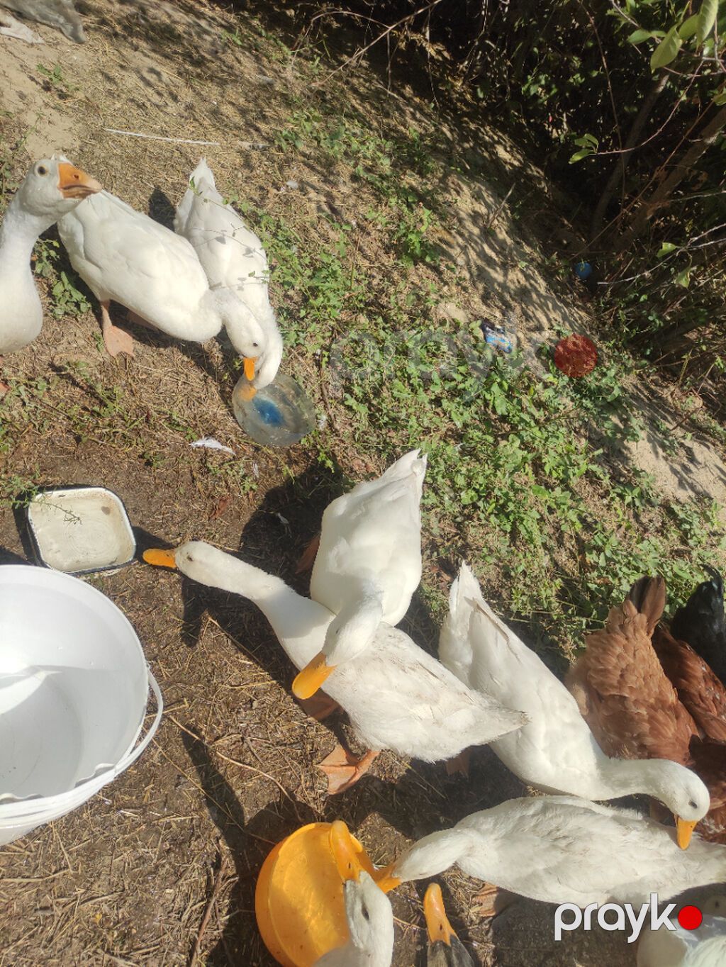 ördək satılır böyükduler 9 eded qalib 9 AZN biri — Digər heyvanlar, Bakı (2)