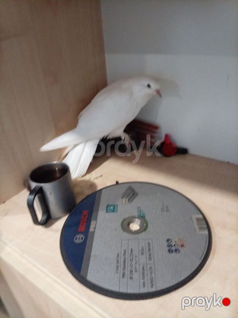 Bosch Professional metal üçün kəsici disk - Marka/model: Bosch — Digah