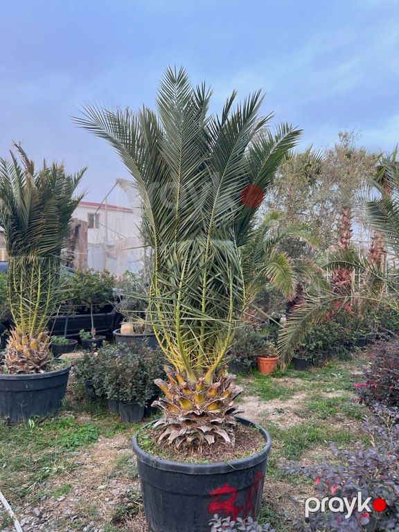 Finik palması — Bitkilər, Bakı (9)