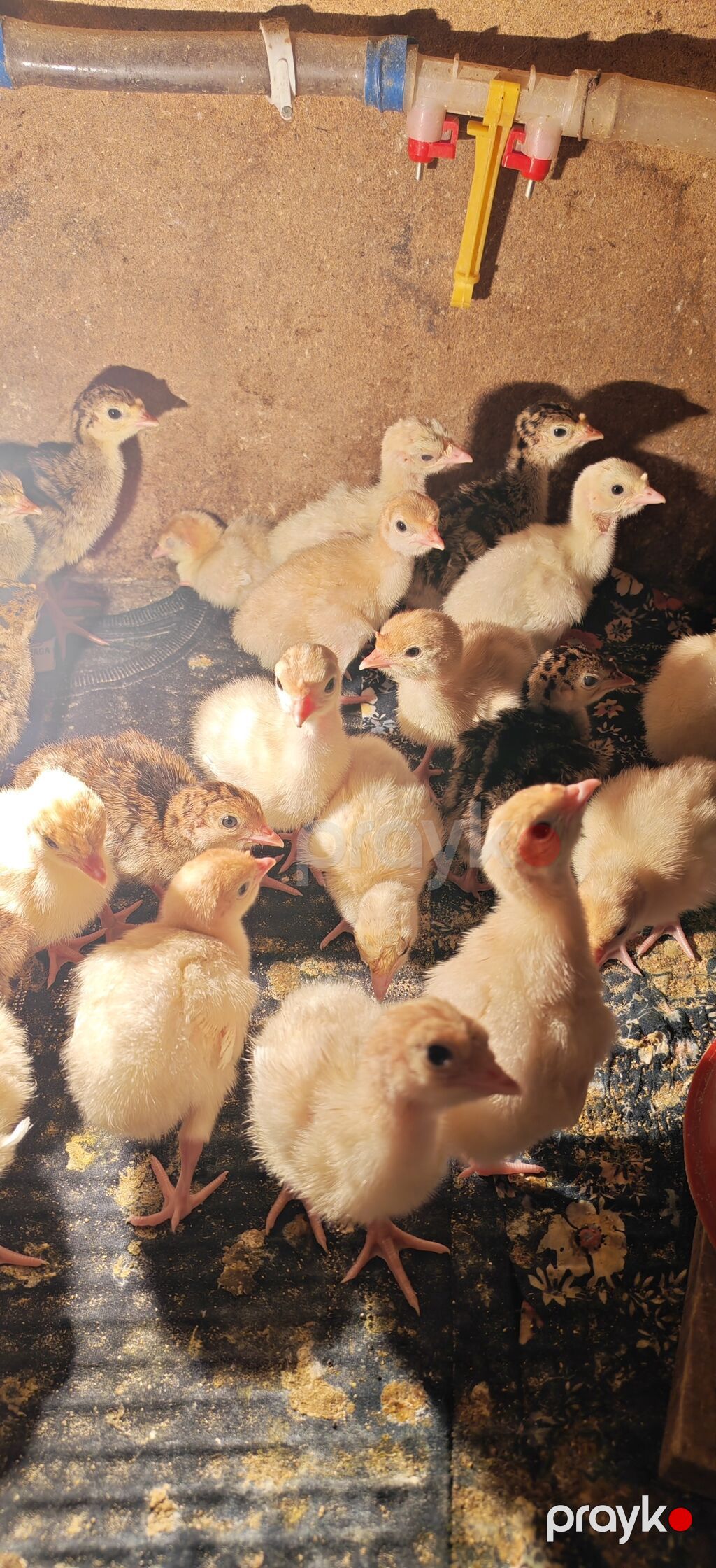Dişi, Kanada, Damazlıq, Ödənişli çatdırılma — Digərləri, Digah (6)