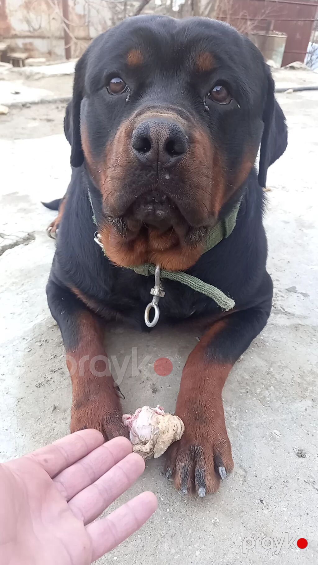 Rotveyler, 2 ay, Peyvəndli, Ünvandan götürmə — Köpəklər, Digah (9)