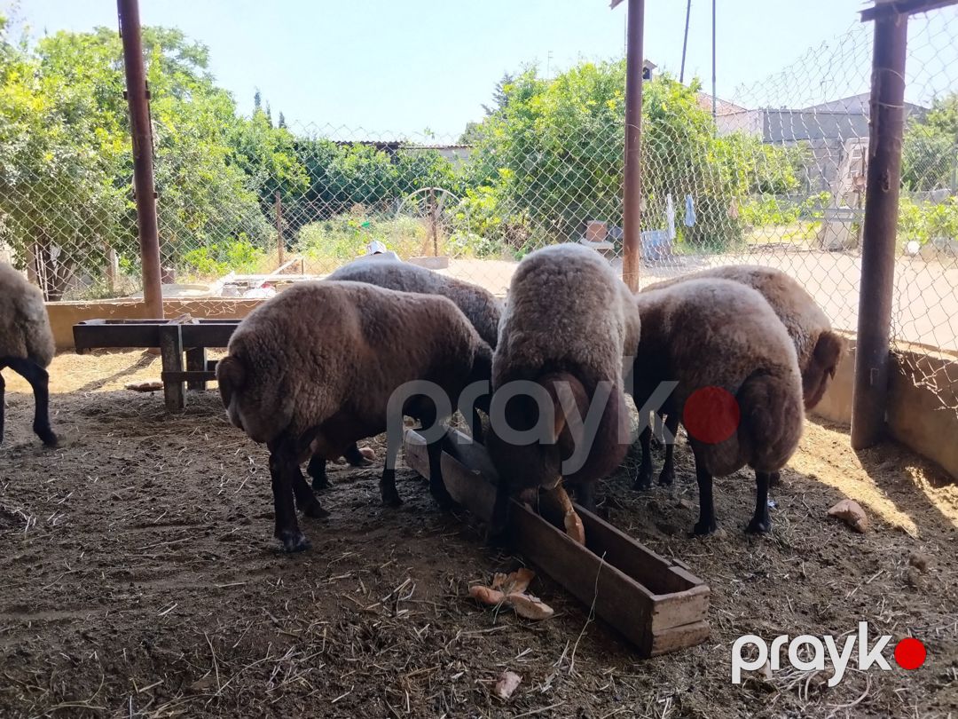Göyərçin və qoyun peyini — Dacha və bağ, Bakı (8)