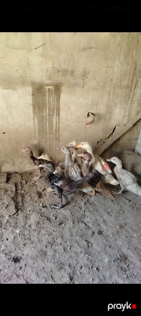 8 dənədi 6 sı laldı Muscovy ördək balaları (indo-ördək) satılır — Saray
