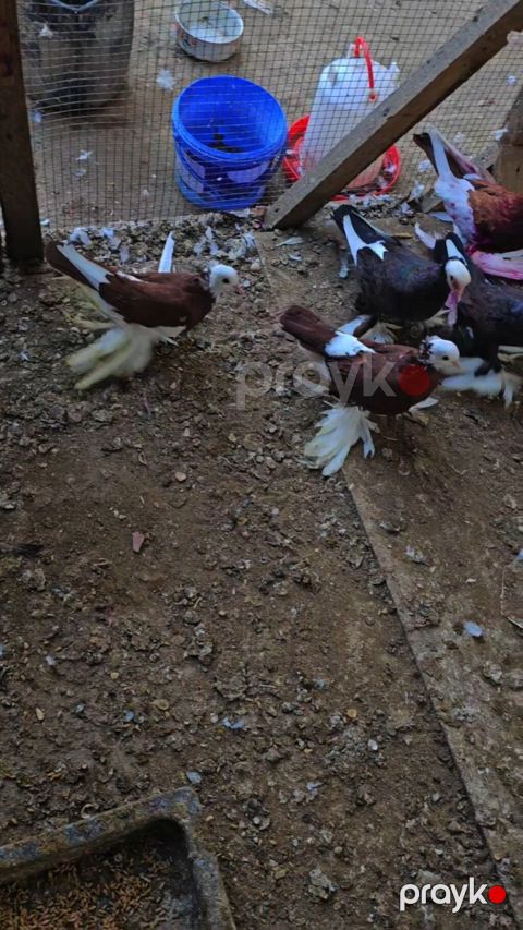 Məhsul: Bəzəkli göyərçinlər – lələkli pəncəli, başında “tac”/yal — Cəlilabad