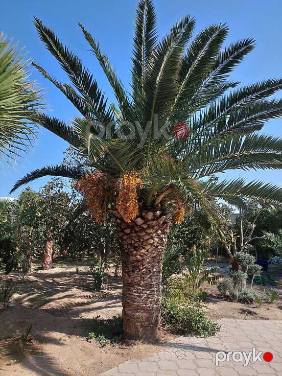 Finik palması — Bitkilər, Bakı (11)