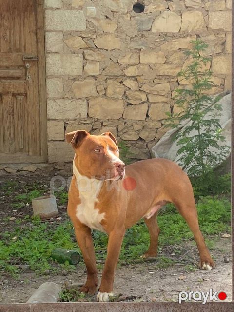 Pitbul, Erkək — Gəncə