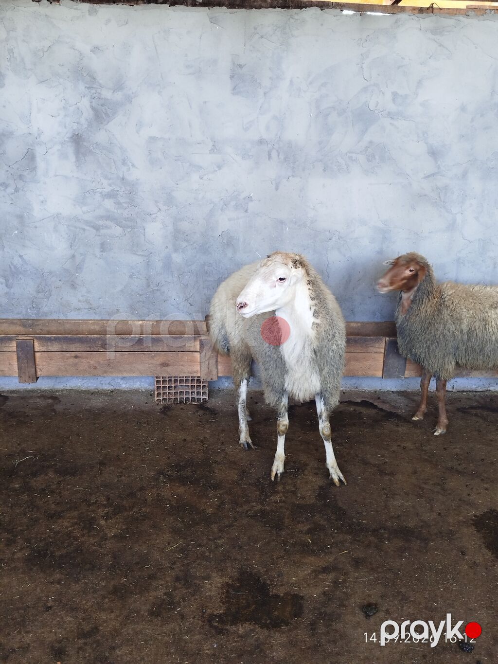 Damazlıq üçün sağlam və peyvənd vurulub.Tatalar sortudur təmiz qan — Kənd təsərrüfatı heyvanları, Zaqatala (4)