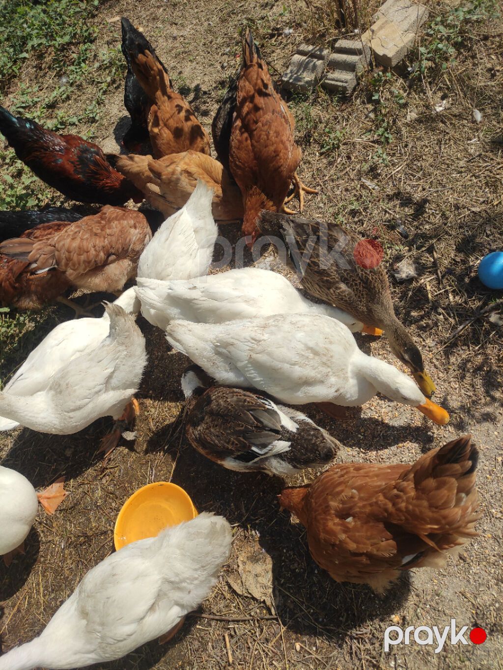 ördək satılır böyükduler 9 eded qalib 9 AZN biri — Digər heyvanlar, Bakı (4)