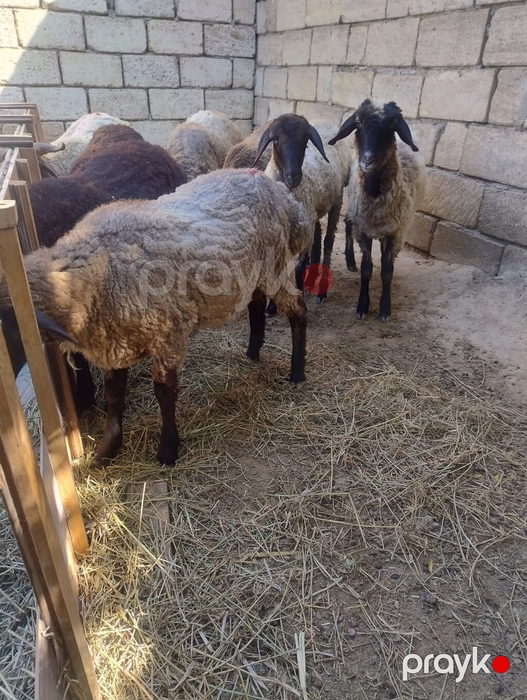 Quzu satılır 9dənədi qiymət komuna aiddir.2 erkək 7dişi. diri çəkiləri — Kənd təsərrüfatı heyvanları, Saray (5)